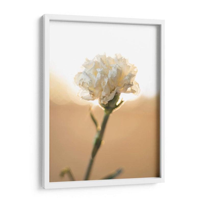 Flor en el sol - Barán | Cuadro decorativo de Canvas Lab