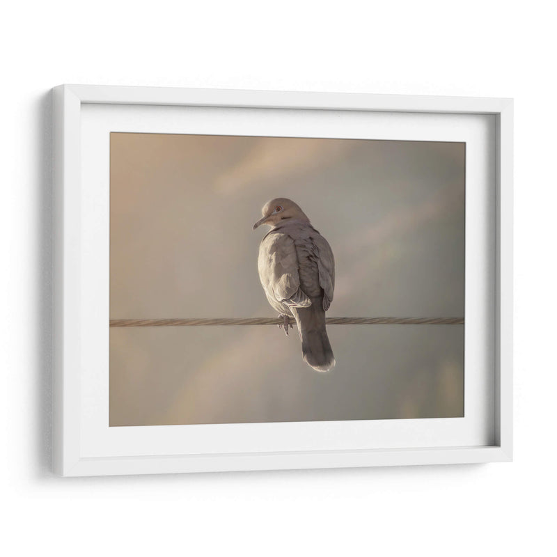 Pájaro al amanecer - Barán | Cuadro decorativo de Canvas Lab