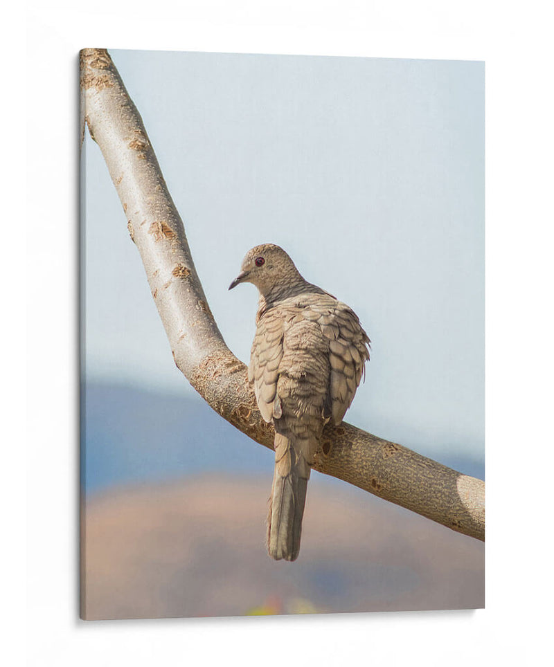 Pájaro en árbol - Barán | Cuadro decorativo de Canvas Lab