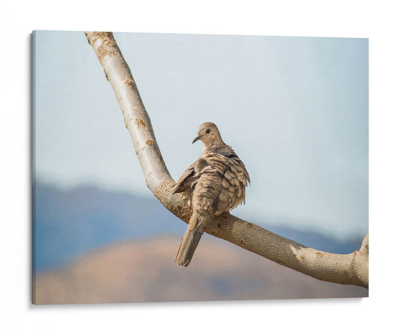 Pájaro en paisaje - Barán | Cuadro decorativo de Canvas Lab