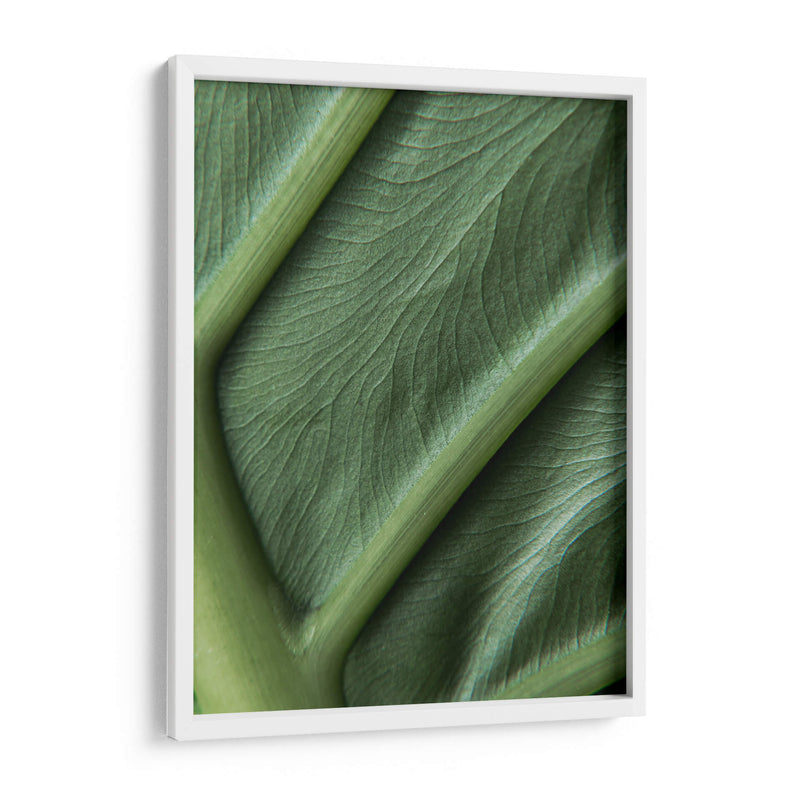 Piel verde - Barán | Cuadro decorativo de Canvas Lab