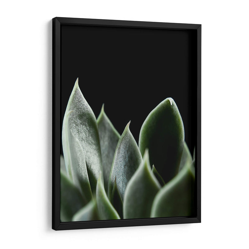 Planta en muro negro - Barán | Cuadro decorativo de Canvas Lab