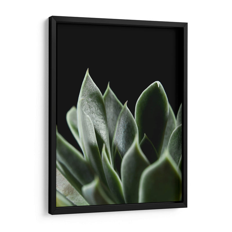 Planta Suculenta - Barán | Cuadro decorativo de Canvas Lab