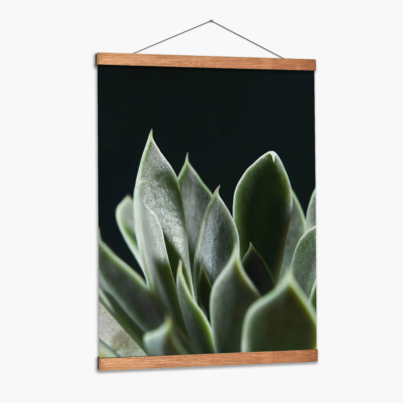 Planta Suculenta - Barán | Cuadro decorativo de Canvas Lab