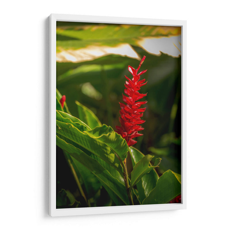 Flor roja tropical Alpinia Purpurata - Carla Fernández | Cuadro decorativo de Canvas Lab