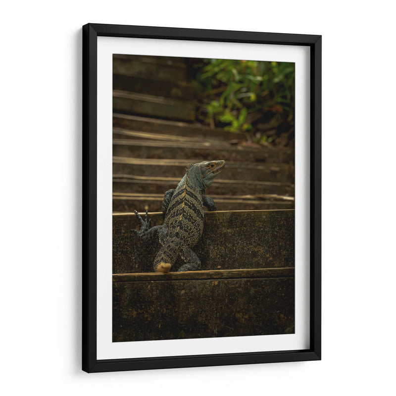 Iguana Ctenosaura rayada - Carla Fernández | Cuadro decorativo de Canvas Lab