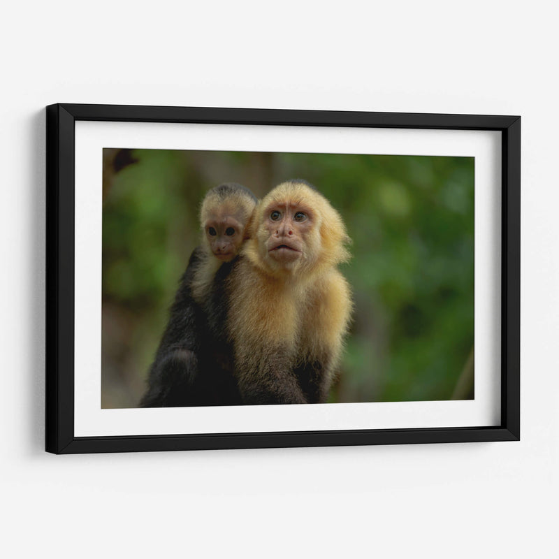 Familia de monos capuchinos - Carla Fernández | Cuadro decorativo de Canvas Lab