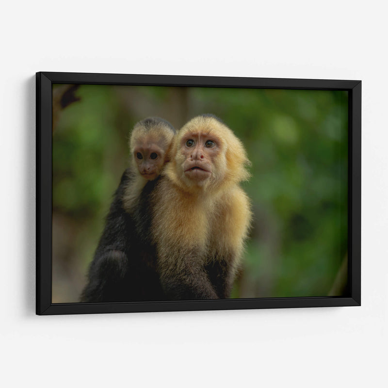 Familia de monos capuchinos - Carla Fernández | Cuadro decorativo de Canvas Lab