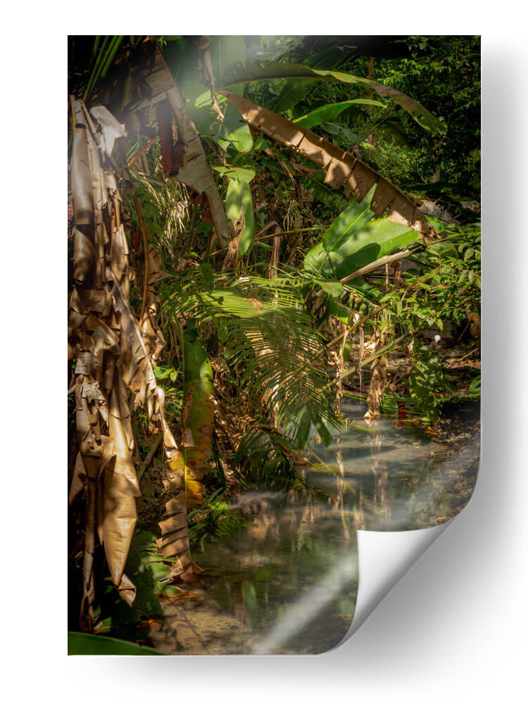 Exuberante vegetación tropical - Carla Fernández | Cuadro decorativo de Canvas Lab