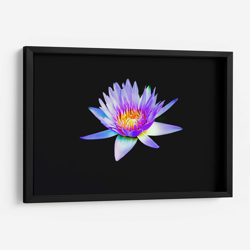 Loto lila | Cuadro decorativo de Canvas Lab