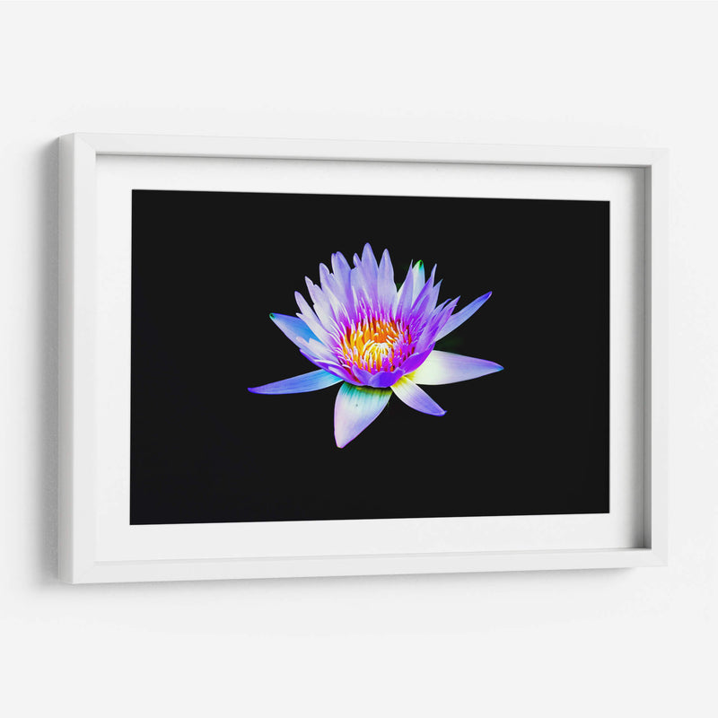 Loto lila | Cuadro decorativo de Canvas Lab