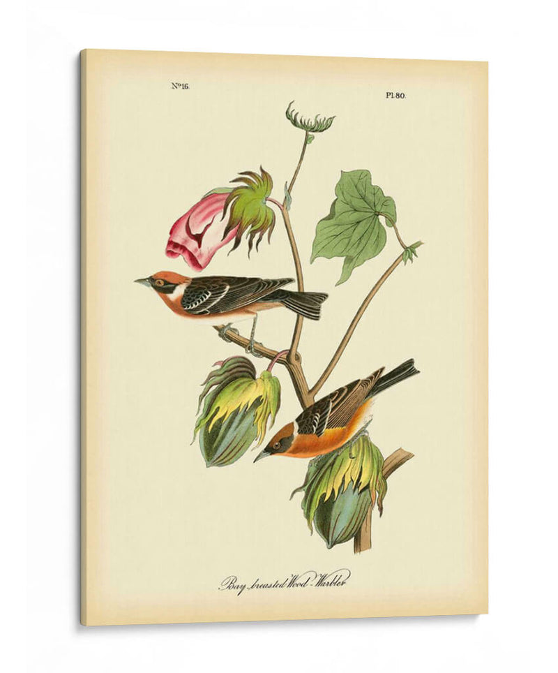 Bahía Breasted Wood-Warbler - John James Audubon | Cuadro decorativo de Canvas Lab