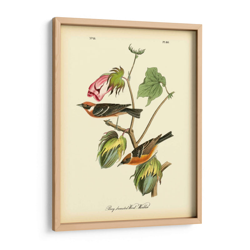 Bahía Breasted Wood-Warbler - John James Audubon | Cuadro decorativo de Canvas Lab