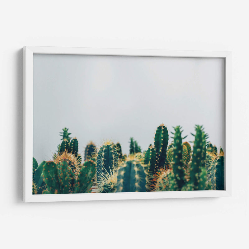 Cacti tips | Cuadro decorativo de Canvas Lab