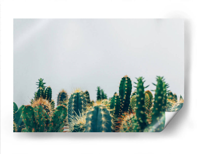 Cacti tips | Cuadro decorativo de Canvas Lab