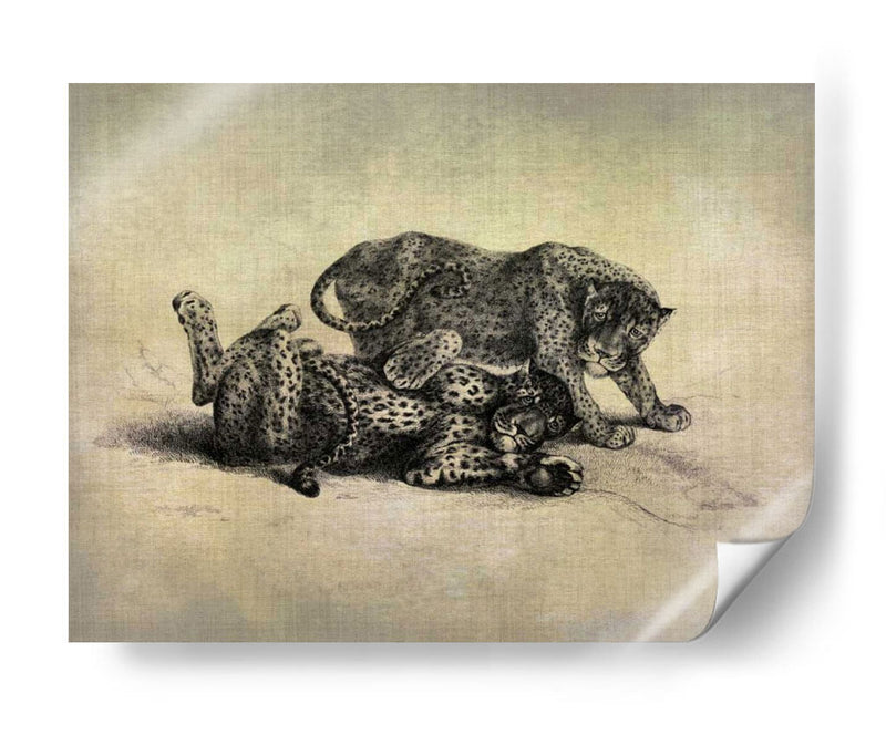 Grandes Gatos Ii - John Butler | Cuadro decorativo de Canvas Lab