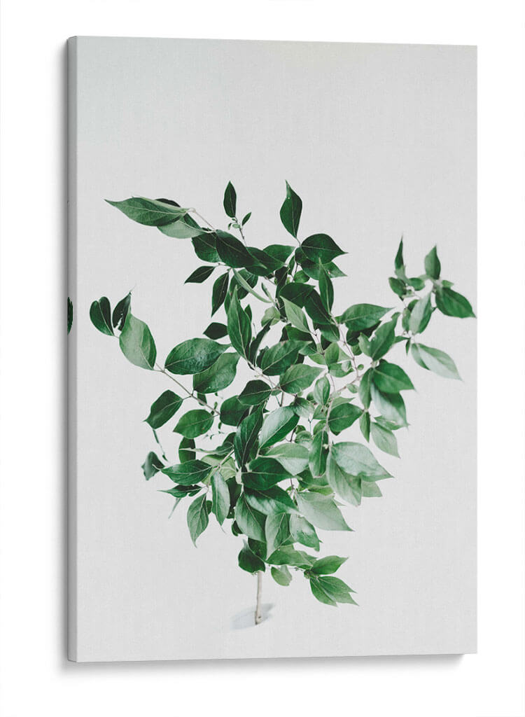 Composición de hojas sobre fondo blanco | Cuadro decorativo de Canvas Lab