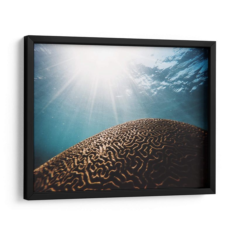 Coral seco bajo el mar | Cuadro decorativo de Canvas Lab