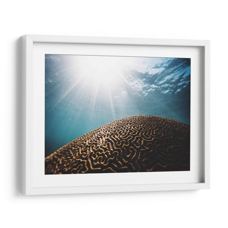 Coral seco bajo el mar | Cuadro decorativo de Canvas Lab