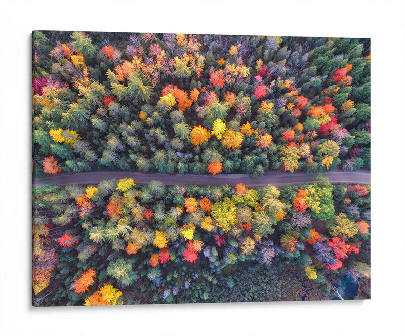 Demos un paseo entre los pinos de colores | Cuadro decorativo de Canvas Lab