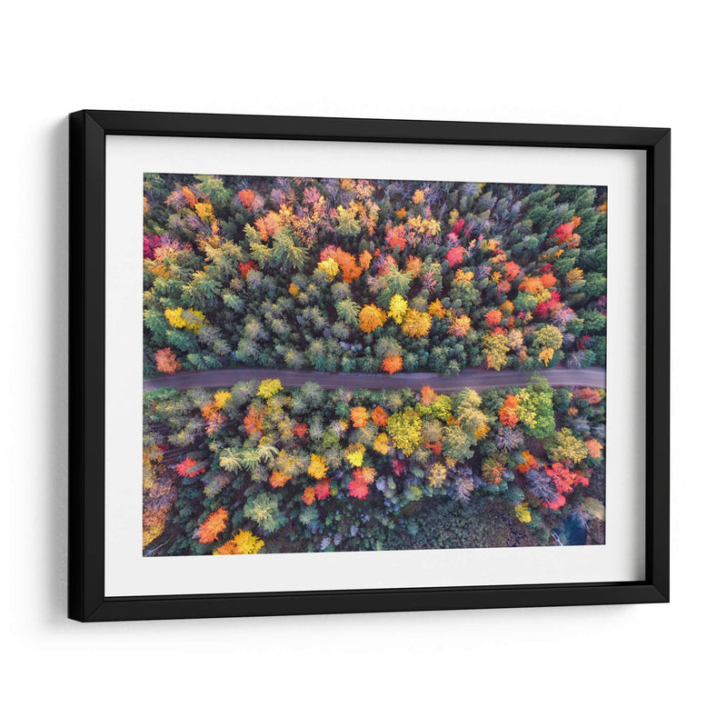 Demos un paseo entre los pinos de colores | Cuadro decorativo de Canvas Lab