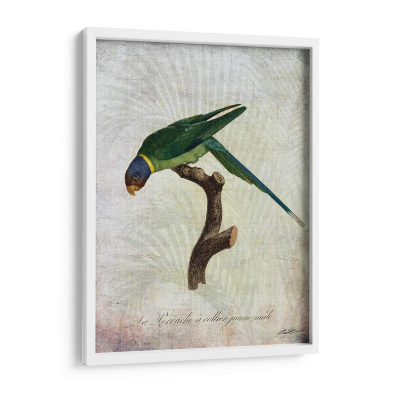 Parrot Jungle Iv - John Butler | Cuadro decorativo de Canvas Lab