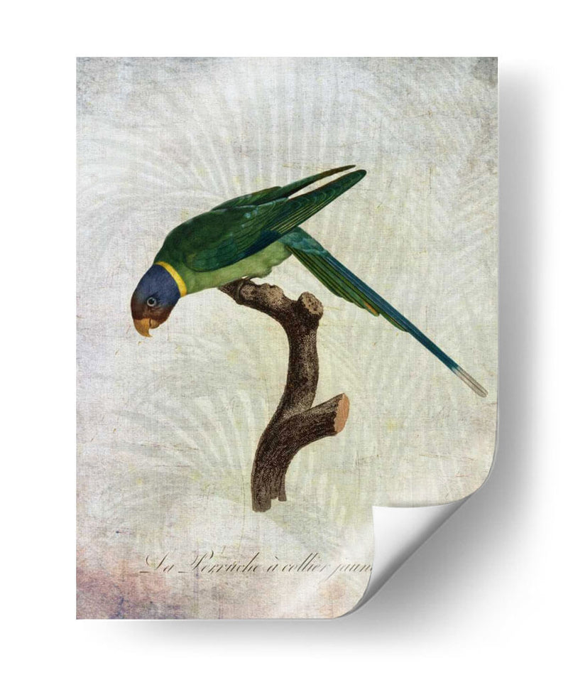 Parrot Jungle Iv - John Butler | Cuadro decorativo de Canvas Lab
