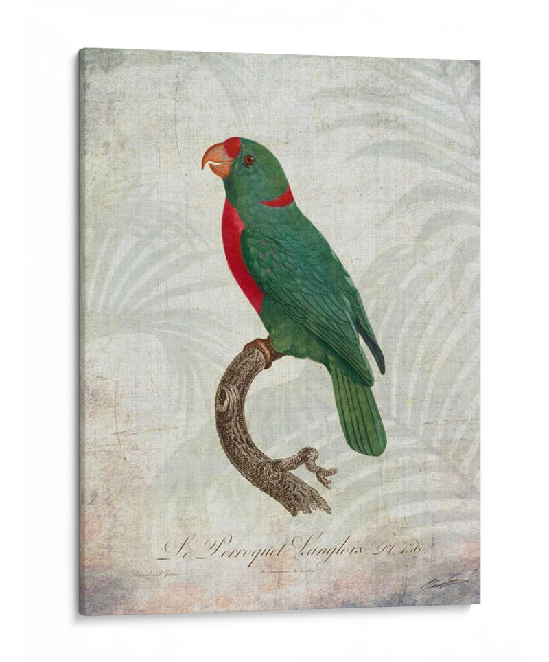 Parrot Jungle Vi - John Butler | Cuadro decorativo de Canvas Lab