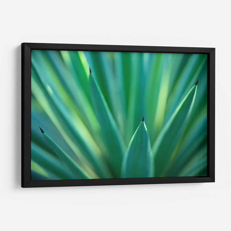 Detalle de agave | Cuadro decorativo de Canvas Lab