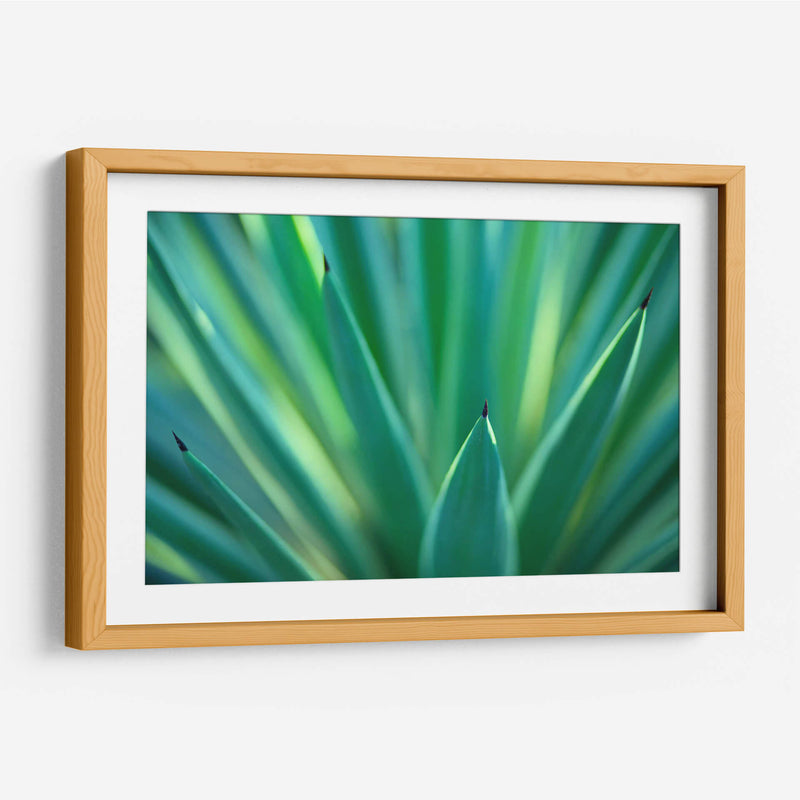 Detalle de agave | Cuadro decorativo de Canvas Lab