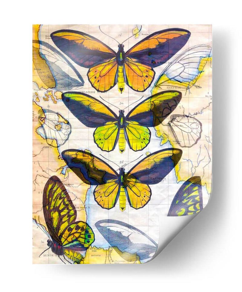 Mapa De Mariposa I - John Butler | Cuadro decorativo de Canvas Lab