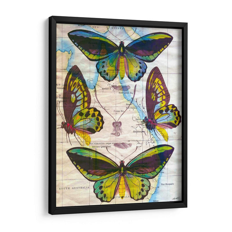 Mapa De Mariposa Iii - John Butler | Cuadro decorativo de Canvas Lab