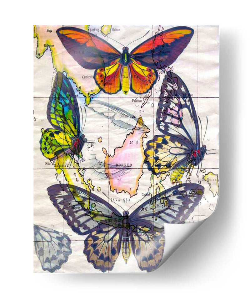 Mapa De Mariposa Iv - John Butler | Cuadro decorativo de Canvas Lab