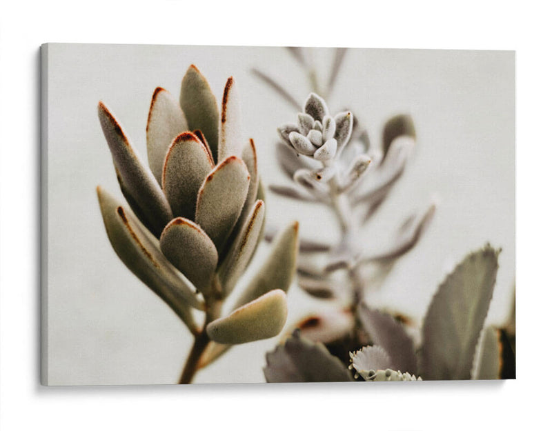 Echeveria terciopelo | Cuadro decorativo de Canvas Lab