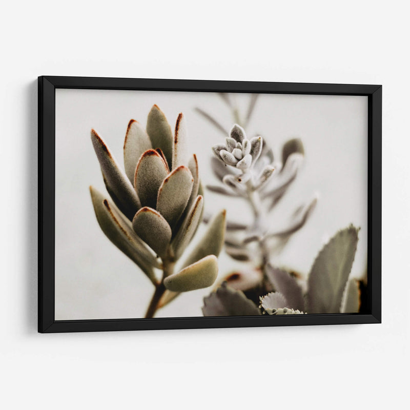 Echeveria terciopelo | Cuadro decorativo de Canvas Lab