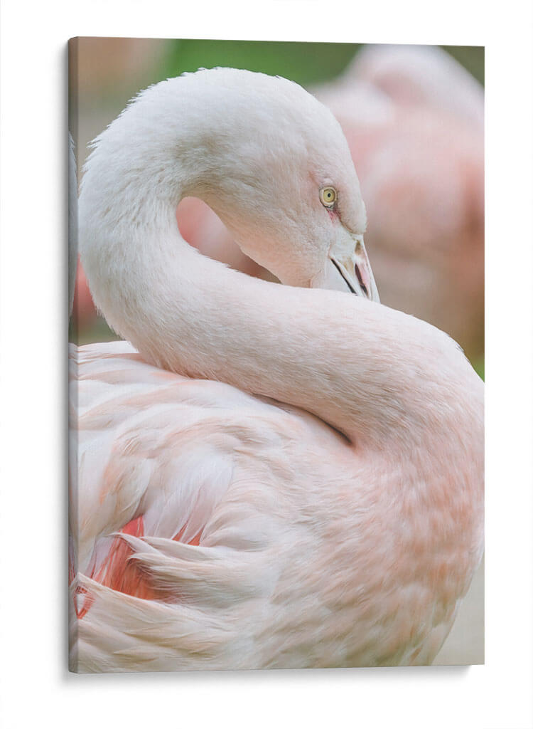 Flamingo rosa pastel | Cuadro decorativo de Canvas Lab