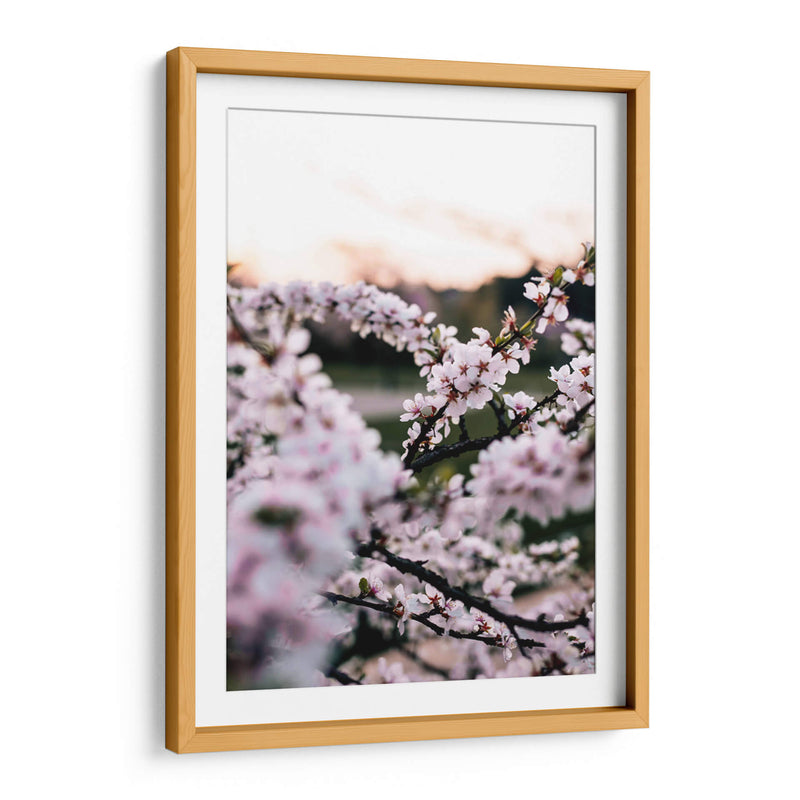 Flores de cerezo | Cuadro decorativo de Canvas Lab