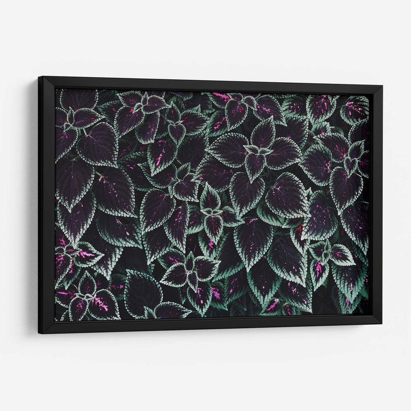 Familia de hojas | Cuadro decorativo de Canvas Lab
