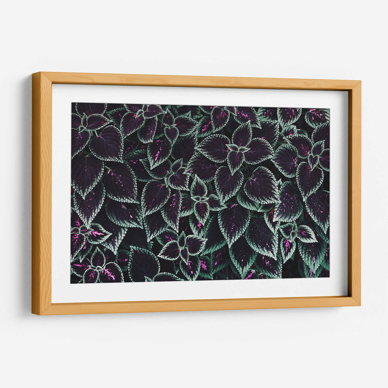 Familia de hojas | Cuadro decorativo de Canvas Lab