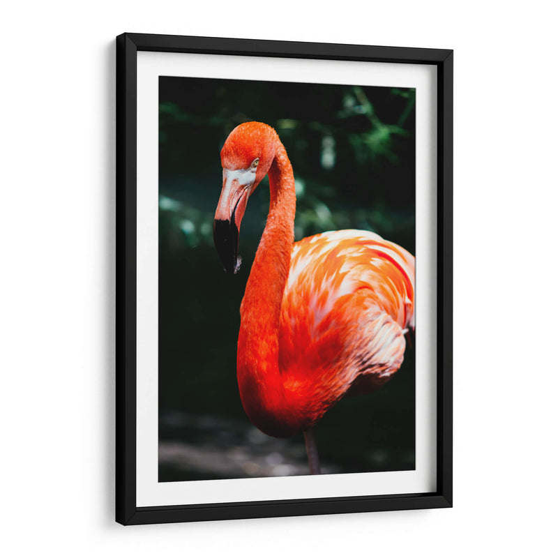 Flamingo carmín | Cuadro decorativo de Canvas Lab