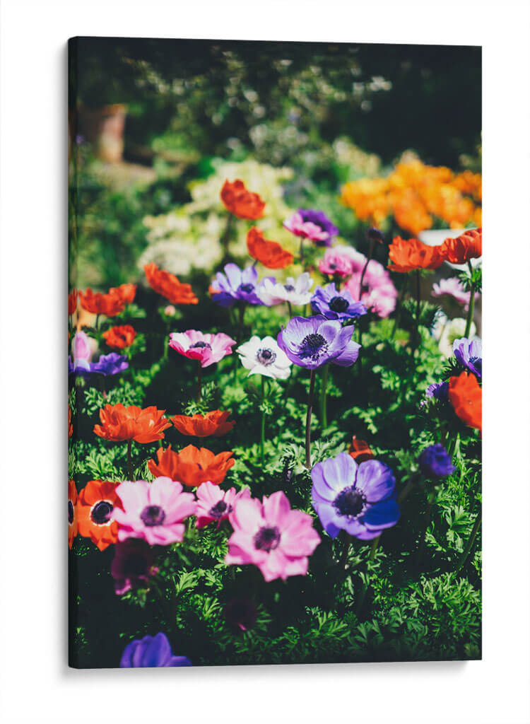Flores de colores | Cuadro decorativo de Canvas Lab