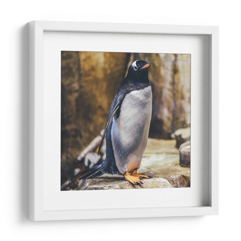Pingüino atento | Cuadro decorativo de Canvas Lab