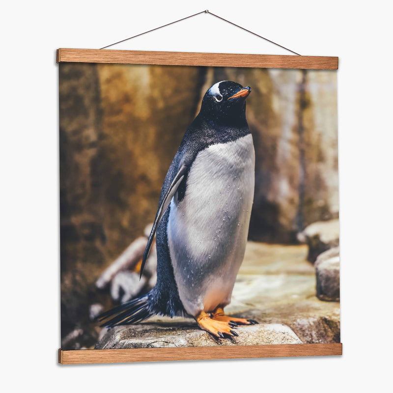 Pingüino atento | Cuadro decorativo de Canvas Lab