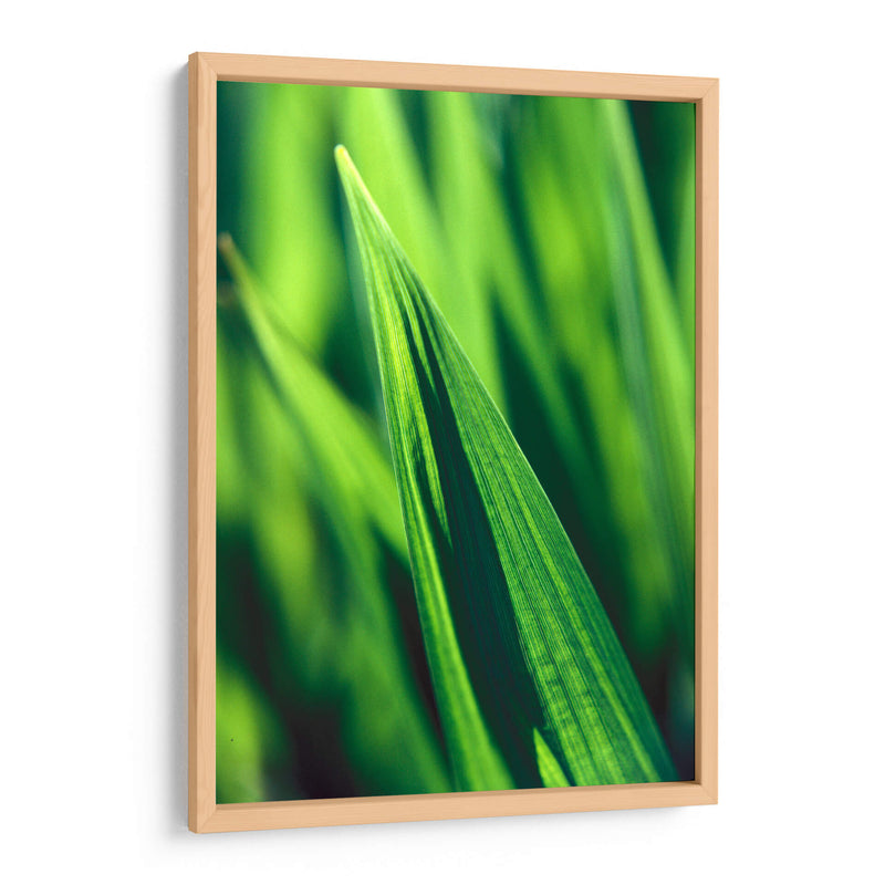 Green tip | Cuadro decorativo de Canvas Lab