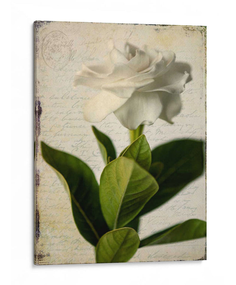 Gardenia Grunge I - Honey Malek | Cuadro decorativo de Canvas Lab