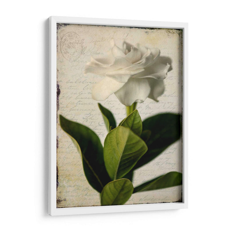 Gardenia Grunge I - Honey Malek | Cuadro decorativo de Canvas Lab