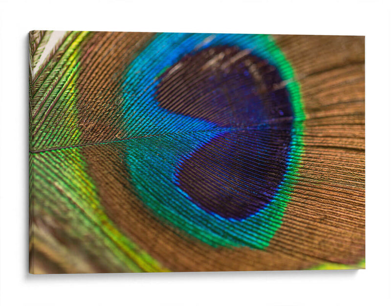 La pluma del rey | Cuadro decorativo de Canvas Lab