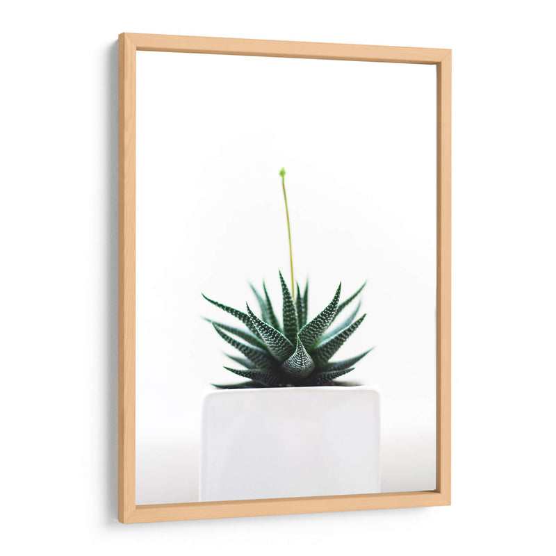 Plantita | Cuadro decorativo de Canvas Lab