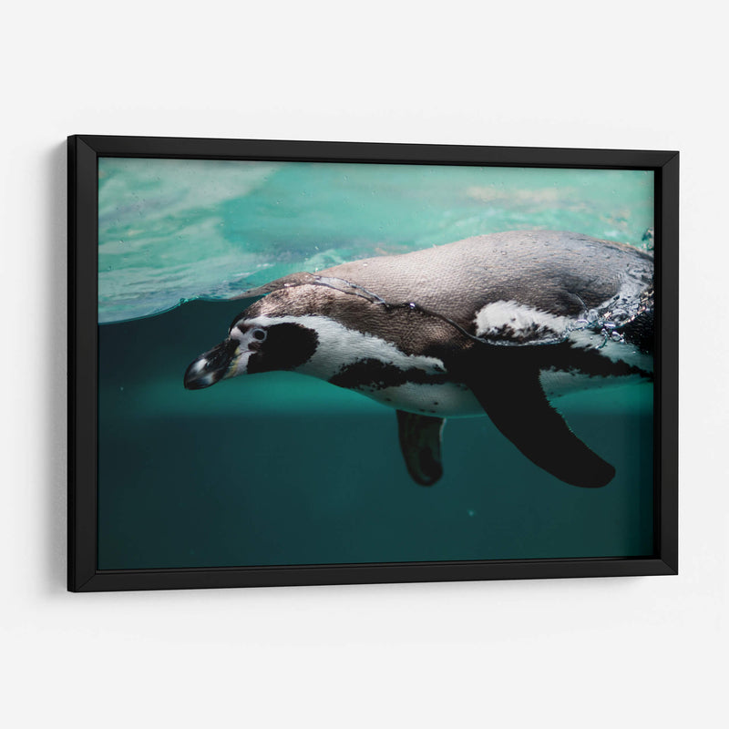 Nado de un pinguino | Cuadro decorativo de Canvas Lab