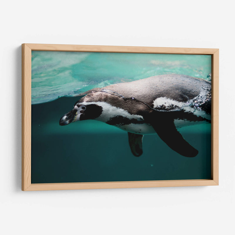 Nado de un pinguino | Cuadro decorativo de Canvas Lab